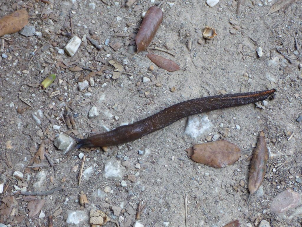 Limax aldrovandi del Parco della Versiliana (LU)